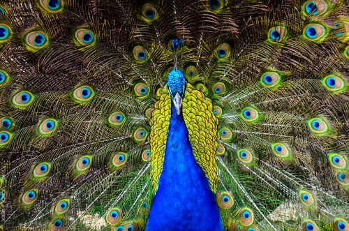 pavo-real-la-plata-argentina-1-conejo-verde