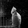 gatos-la-plata-argentina-1-conejo-verde
