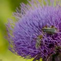 insecto-argentina-1-conejo-verde