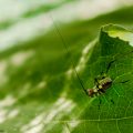 insecto-argentina-5-conejo-verde